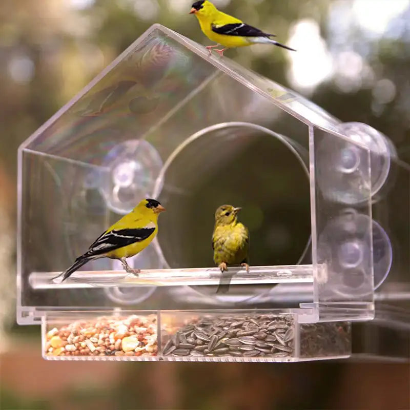 Acrylic Window Bird Watching Feeder with Strong Suction Grip