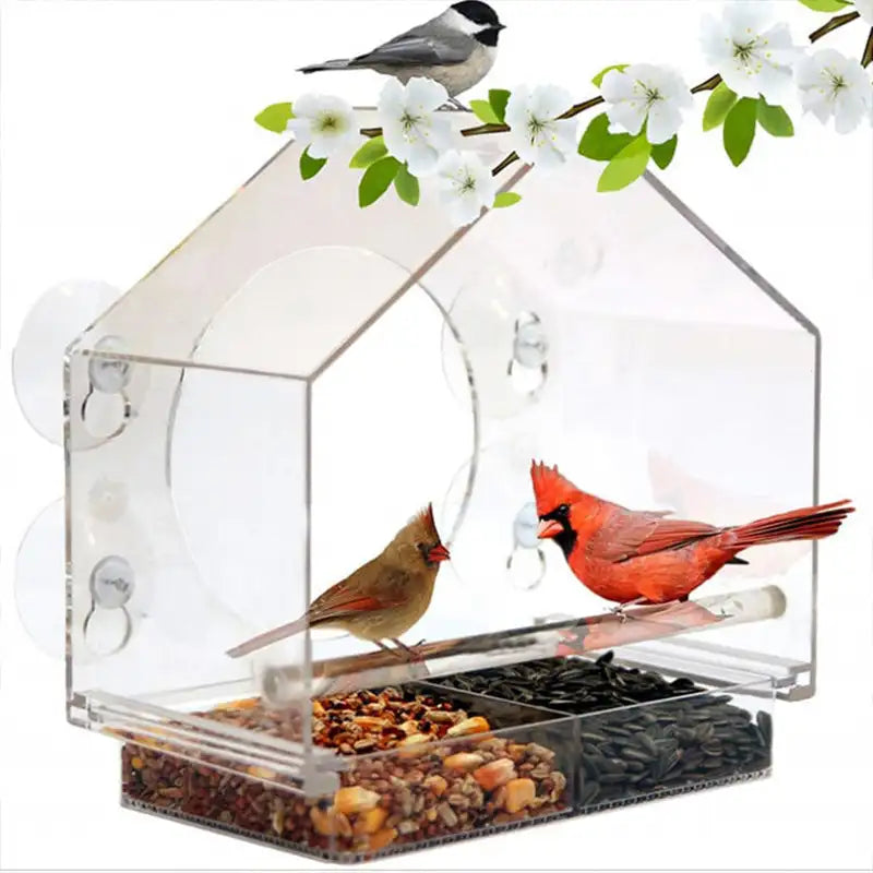 Acrylic Window Bird Watching Feeder with Strong Suction Grip